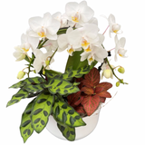 Little Infinity Tropical Planter