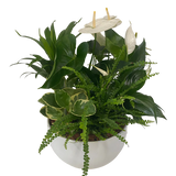 XL White Tropical Sympathy