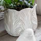 Small Cabbage Plant Pot