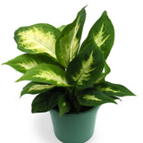 Dieffenbachia 4 Inch