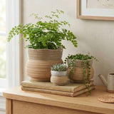 Ceramic Planter Pot, Speckled with Drainage - Marisol: Large 7.25"