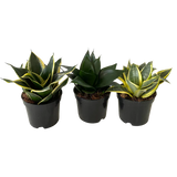 Birds Nest Sanseveria Assorted 4”