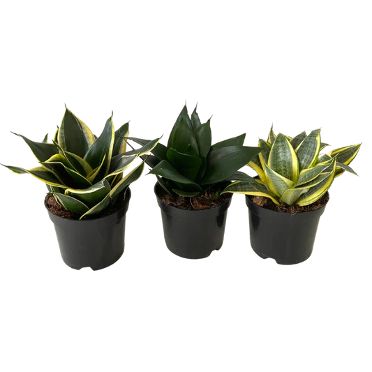 Birds Nest Sanseveria Assorted 4”