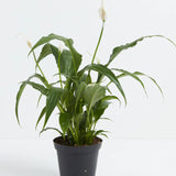 Peace Lily 4”