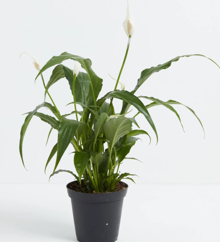 peace lily plant ikea Peace Lily 4”
