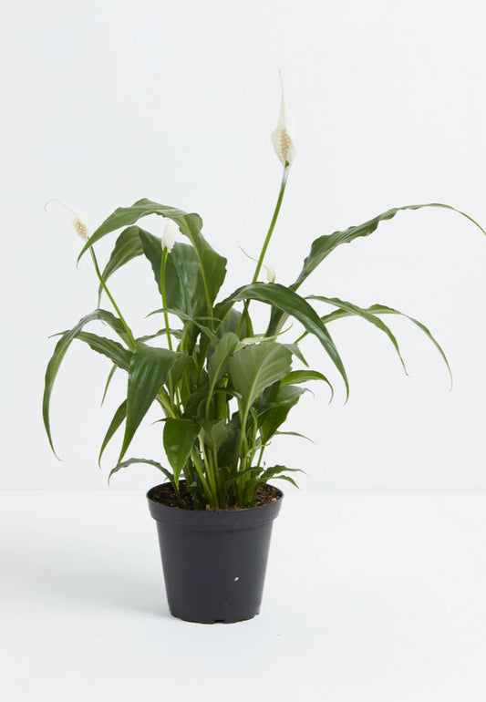 Peace Lily 4”