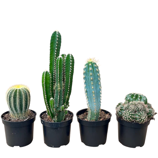 Assorted Cactus 2.5”