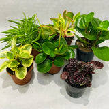 Assorted Pepperomia 4”