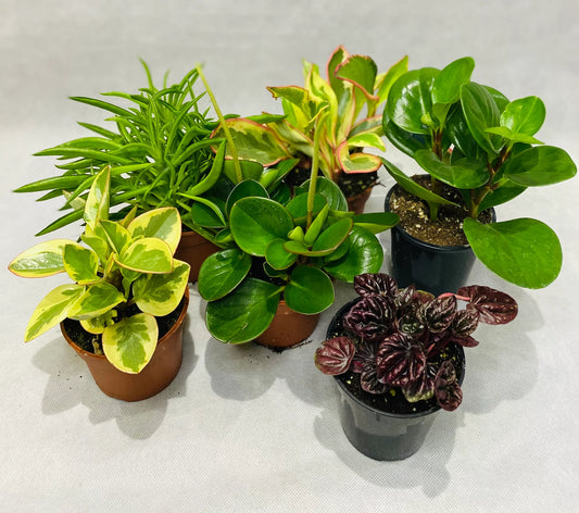 Assorted Pepperomia 4”
