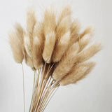 Dried Bunny Tail Pampas