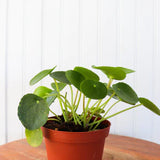 Pilea 4” (Friendship Plant)