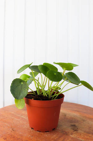 Pilea 4” (Friendship Plant)