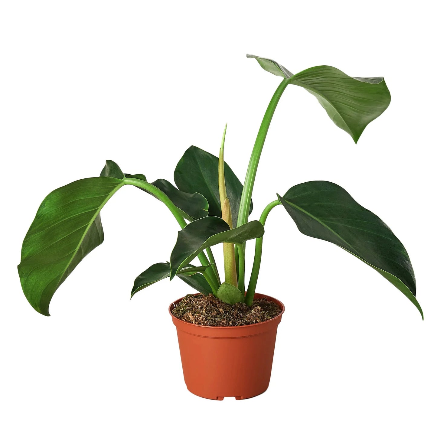 Green Congo Philodendron 5”