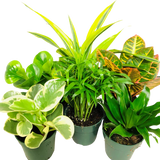 Assorted Tropicals 4”