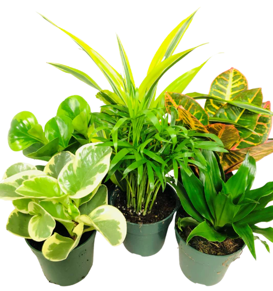 Assorted Tropicals 4”