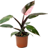 Philodendron Pink Princess 4”