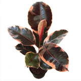 Ficus Elastica 5”