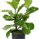 Ficus Lyrata 10” (Fiddleleaf Fig)