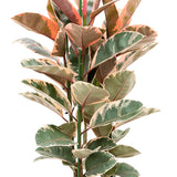 Ficus Ruby 8” (Rubber Plant)