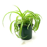 Curly Spider Plant 4”